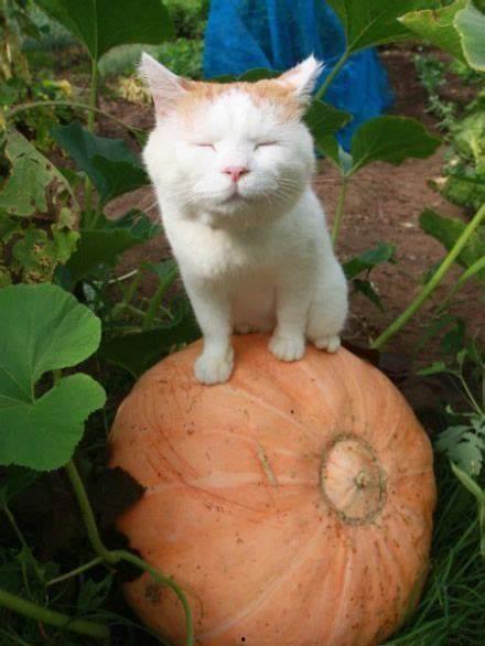 娱乐猫吃瓜,揭秘娱乐圈那些不为人知的幕后故事  第2张