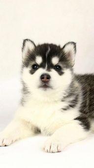 二哈吃瓜娱乐圈小说  第2张