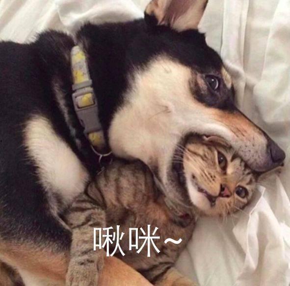 二哈吃瓜娱乐圈小说  第3张